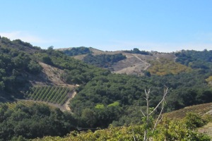 Minassian-Young Winery